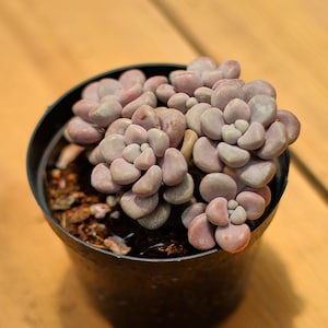 Graptopetalum Ellen, Plante succulente, Cadeaux succulents