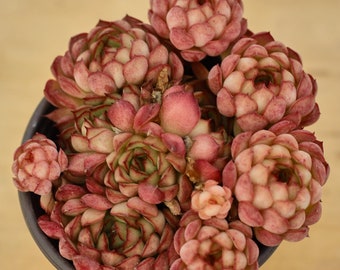 Echeveria Dream Rose,Sukkulentenpflanze,Sukkulentengeschenke
