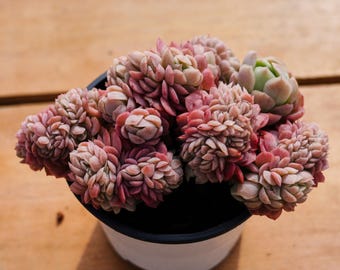 Echeveria Lemon Berry Crested, Planta suculenta, Regalos suculentos
