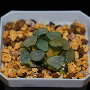 Haworthia Maughanii Luminous Cup Variegated, Roślina sukulentna, Prezenty sukulentowe