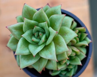 エケベリア 多肉植物 緑色 楽天市場】多肉植物 ポット苗 多肉 エケベリア 緑牡丹 : GREEN OASIS