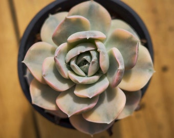 Echeveria Ruyonii panachée,plante succulente,cadeau succulente