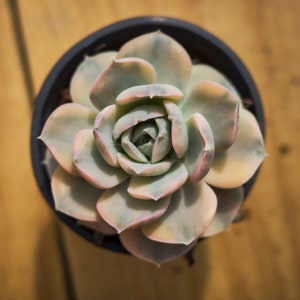 Echeveria Ruyonii Variegated,Succulent Plant,Succulent Gifts