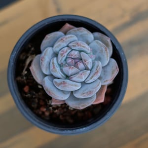 Echeveria Elegans Potosina,Succulent Plant,Succulent Gifts