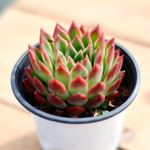 Echeveria Agavoides Red Edge,Succulent Plant,Succulent Gifts