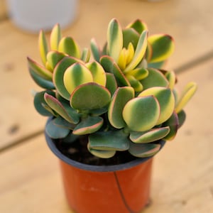 Crassula Portulacea Variegate,Succulent Plant,Succulent Gifts