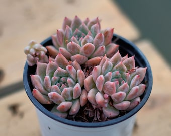 生きた多肉植物 - 珍しい多肉植物 - エケベリア「タイニーバーガー
