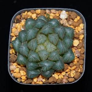 Haworthia Cooperi OM,Succulent Plant,Succulent Gifts