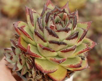 Echeveri Agavoides Ebony,Succulent Plant,Succulent Gifts