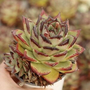 May include: A close-up of a succulent plant with green leaves and red edges. The leaves are arranged in a rosette pattern and have dark stripes.