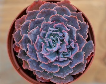 エケベリア シャビアナ トリュフ、多肉植物、多肉植物ギフト - Etsy 日本