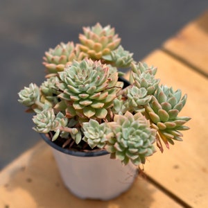 May include: A potted succulent plant with multiple rosettes of pale green leaves edged with pink and peach hues. The plant is in a white plastic pot, set against a blurred background and wooden surface.