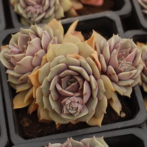 Echeveria Purple,Succulent Plant,Succulent Gifts