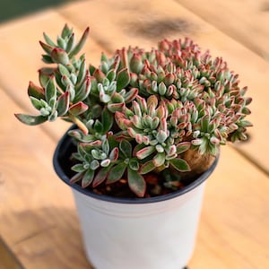 Echeveria Pulvinata Crested,Succulent Plant,Succulent Gifts