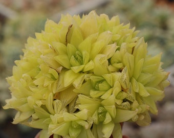 Haworthia cymbiformis Xantha Gold, Plante succulente, Cadeaux succulents