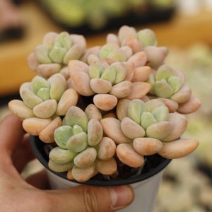 Graptosedum Miul, Plante succulente, Cadeaux succulents