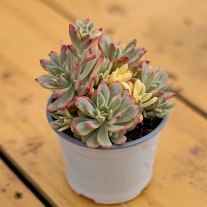 Sedeveria Mini Bell Silk Variegated,Succulent Plant,Succulent Gifts