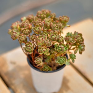 May include: A small potted succulent plant with green and red leaves. The plant is in a white pot with a brown rim.