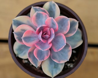 Echeveria Regenbogen,Sukkulentenpflanze,Sukkulentengeschenke