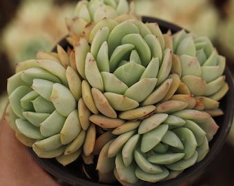 Echeveria Love Song,Succulent Plant,Succulent Gifts