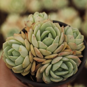 Echeveria Love Song,Succulent Plant,Succulent Gifts