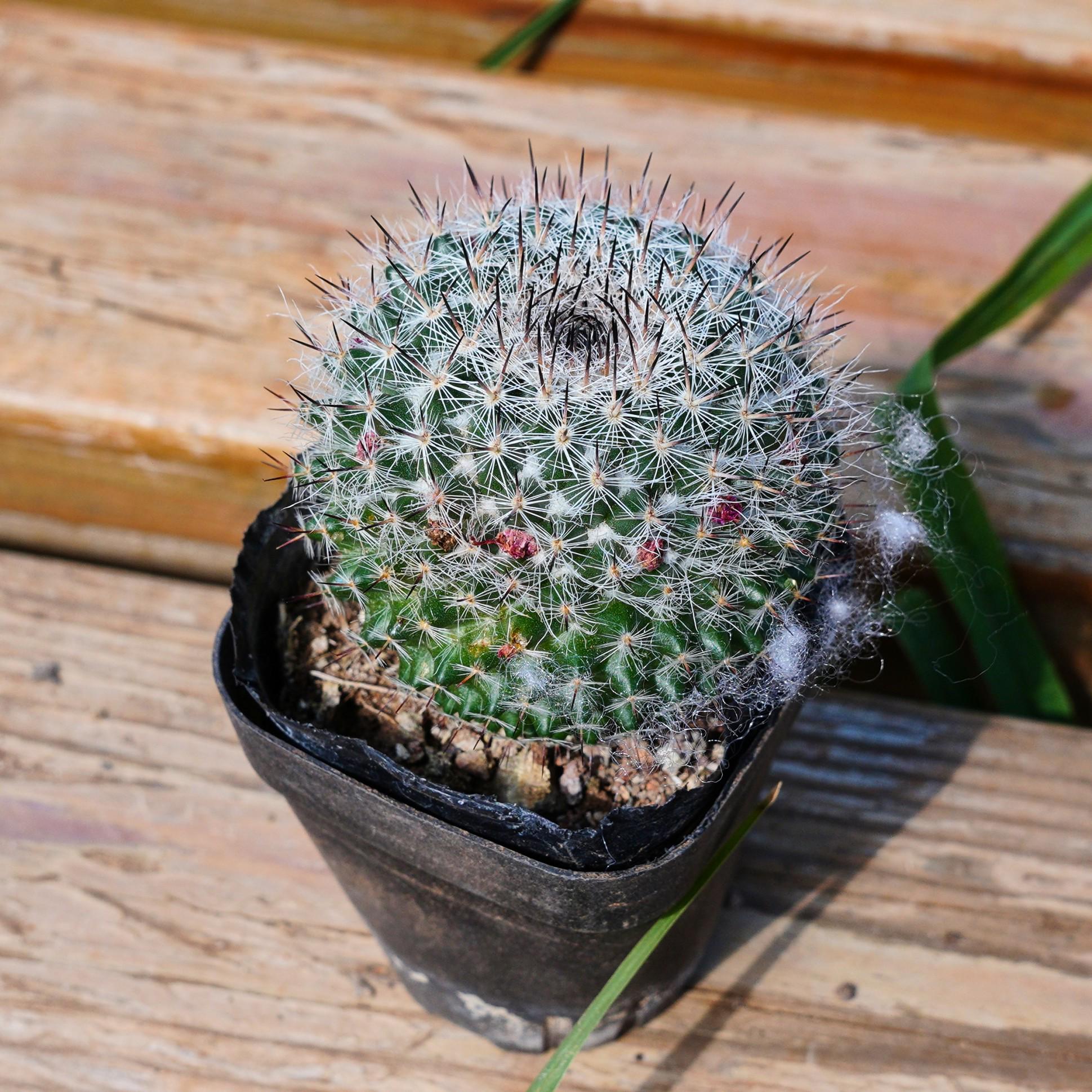 マミラリア苗 Mammillaria hahniana - Etsy 日本