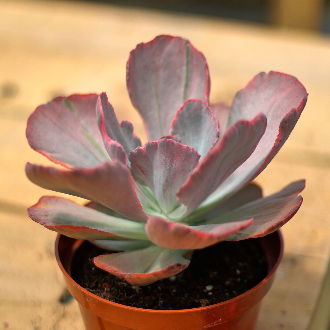 echeveria classic french trousers サイズ1 echeveria classic french trousers サイズ1 Echeveria Classic French