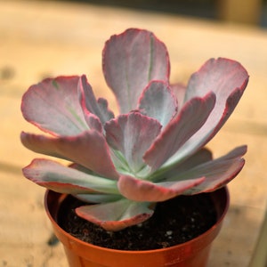 Vestido de noiva Echeveria, planta suculenta, presentes suculentos