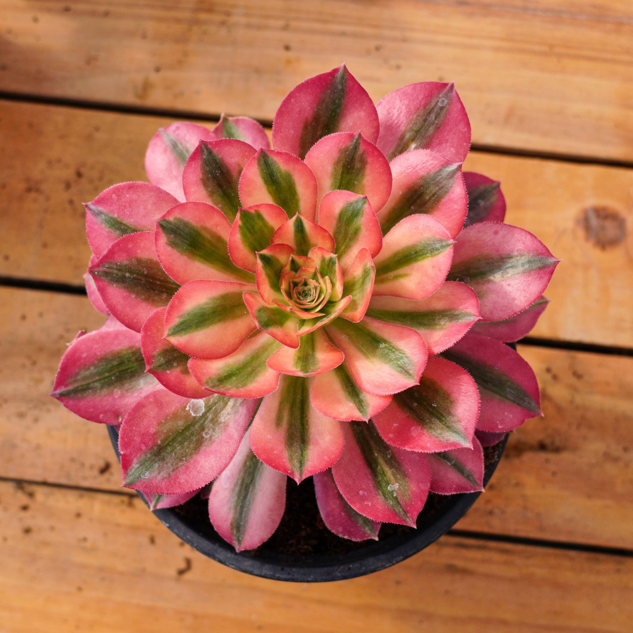 アエオニウム ピンク ウィッチ、多肉植物、多肉植物ギフト - Etsy 日本