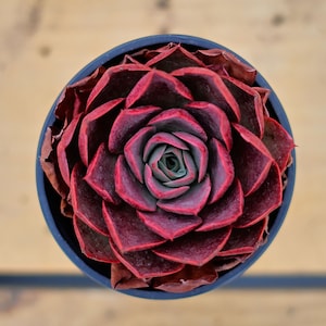 Echeveria Relena,Succulent Plant,Succulent Gifts