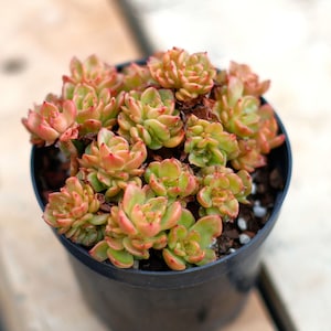 Echeveria Rolly,Succulent Plant,Succulent Gifts