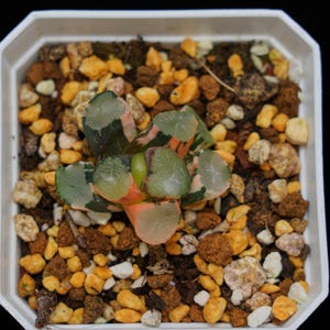 Haworthia Maughanii Green Mountain Variegated, Roślina sukulentna, Prezenty sukulentowe
