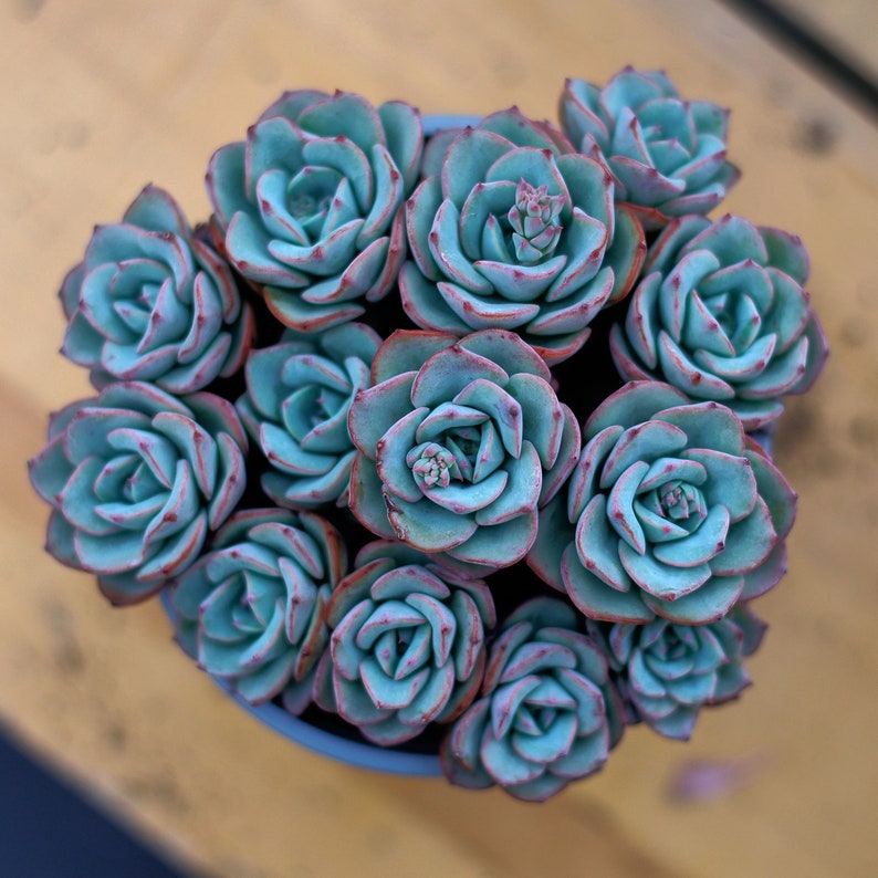 HappyStoreALL Echeveria Atlantis