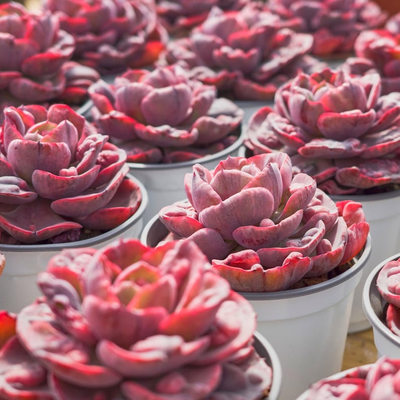 HappyStoreALL Echeveria Rain Drop - Thumbnail 3