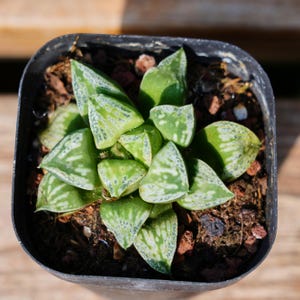 Haworthia Bronze Swallow Terrace, Succulent Plant,Succulent Gifts