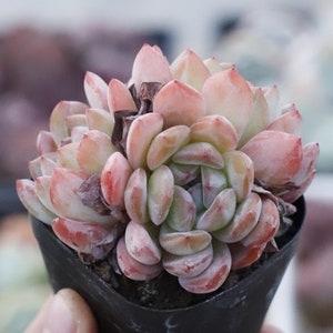 Echeveria Star Mark,Succulent Plant,Succulent Gifts