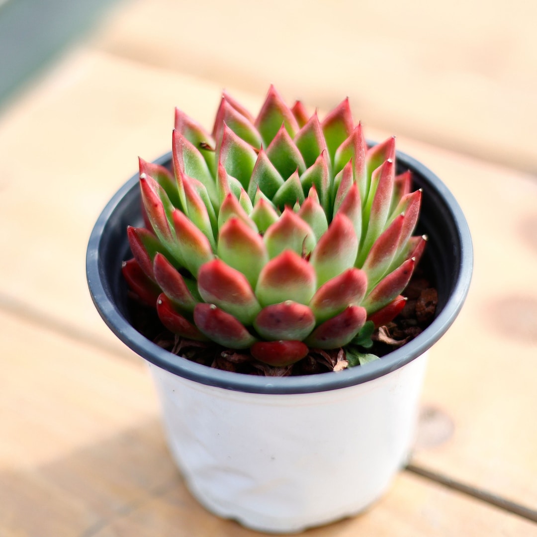 エケベリア アガボイデス レッドエッジ、多肉植物、多肉植物ギフト