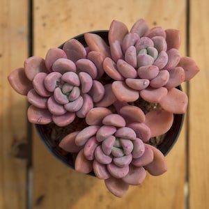 Crassula Deltoidea ,Succulent Plant,Succulent Gifts