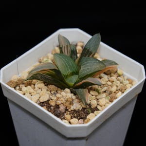 Haworthia Correcta Jupiter Variegated, Roślina sukulentna, Prezenty sukulentowe