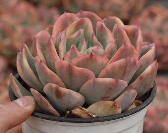 Echeveria Luella Variegated,Succulent Plant,Succulent Gifts