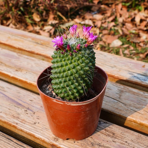 Mammillaria Geminispina Nivea,Succulent Plant,Succulent Gifts