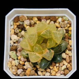 Haworthia Cooperi Erythema Variegated, Roślina sukulentna, Prezenty sukulentne