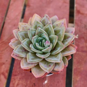 Echeveria German Champagne,Succulent Plant,Succulent Gifts