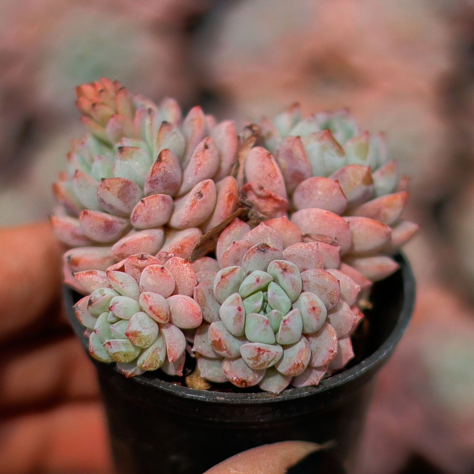 レッドスノー群生 特級品 – Bull Succulent