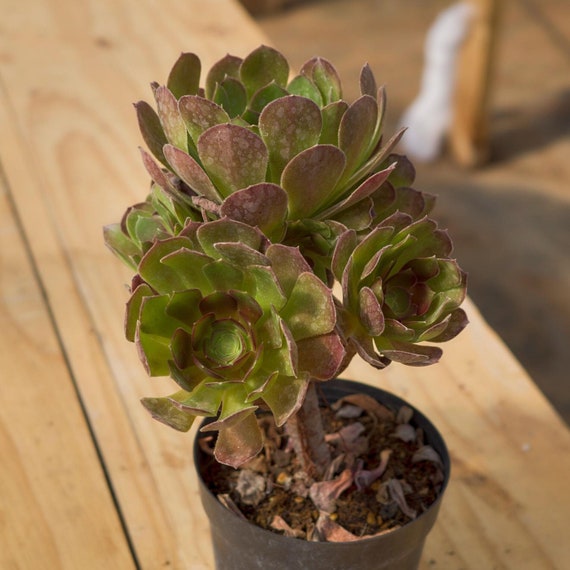 アエオニウム レモン ローズ、多肉植物、多肉植物ギフト - Etsy 日本
