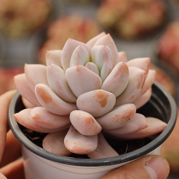 Echeveria Star Snow,succulent Plant,succulent Gifts - Etsy