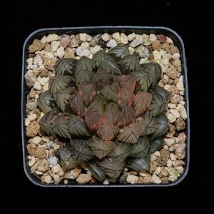 Haworthia Obtusa Bont, vetplant, succulente cadeaus