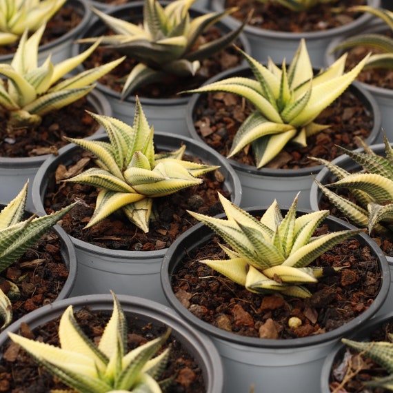 Haworthia Limifolia Variegated,succulent Plant,succulent Gifts - Etsy