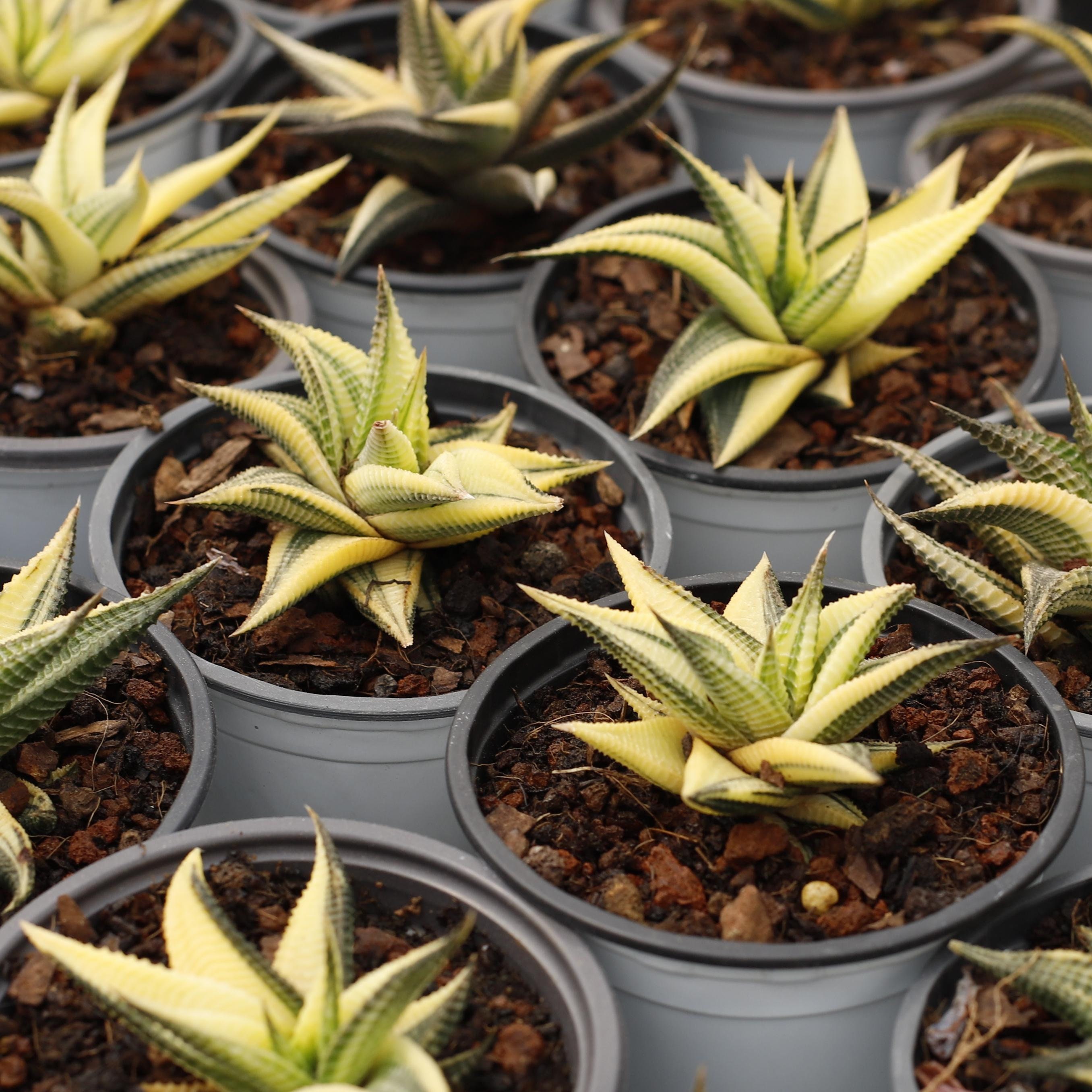 ハオルチア リミフォリア 斑入り、多肉植物、多肉植物ギフト - Etsy 日本