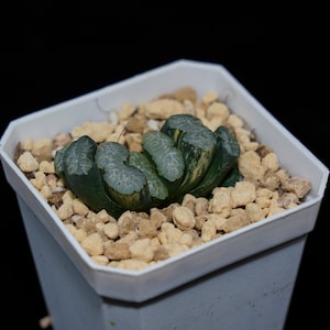 ハオルチア トランケート ナスカ ライン 斑入り、多肉植物、多肉植物ギフト